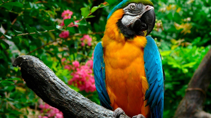 Vẹt Nam Mỹ (Blue and Gold Macaw) có thể có giá từ 2 ngàn tới cả chục ngàn USD. Là một trong những loài vẹt biết bay lớn nhất thế giới, Vẹt Nam Mỹ từng được tạp chí dành cho giới thượng lưu nước ngoài xếp hạng 1 trong 10 vật nuôi đắt đỏ nhất dành cho đại gia. Ảnh: Internet.