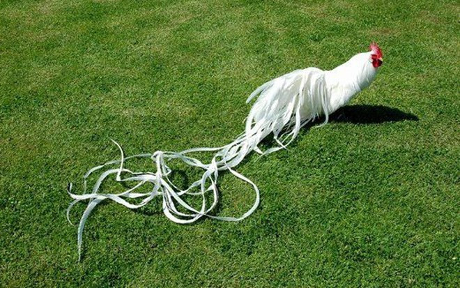 Giống gà Onagadori đạt độ dài đuôi tối đa lên đến 7m có giá từ hàng triệu đến vài chục triệu đồng/con đang được nhiều người săn lùng chơi Tết Đinh Dậu 2017. Ảnh: Internet.