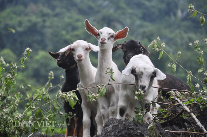 Theo báo Dân Việt, trang trại chăn nuôi dê, hươu bán hoang dã của “vua dê” đất cố đô Trịnh Văn Đàm (ở thôn 8, xã Đông Sơn, TP.Tam Điệp, Ninh Bình), nằm sâu trong thung lũng núi đá tai mèo hiểm trở, cứ vào giáp Tết lại đắt khách. Ảnh: Dân Việt.