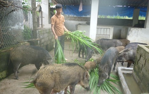 Thức ăn của lợn rừng chủ yếu là rau xanh, thân cây chuối, củ khoai, cỏ và bổ sung cây thuốc nam (lá chè khổng lồ, cây ngọc hoàng, cây hoa tím, cây thần đen, cây khổ sâm và cây nhọ nồi). Trung bình lợn tăng khoảng 3 kg/tháng, khi cho thu hoạch nặng 25-35kg lợn hơi, khi mổ tỷ lệ thịt đạt 70-80%. Ảnh: Zing.