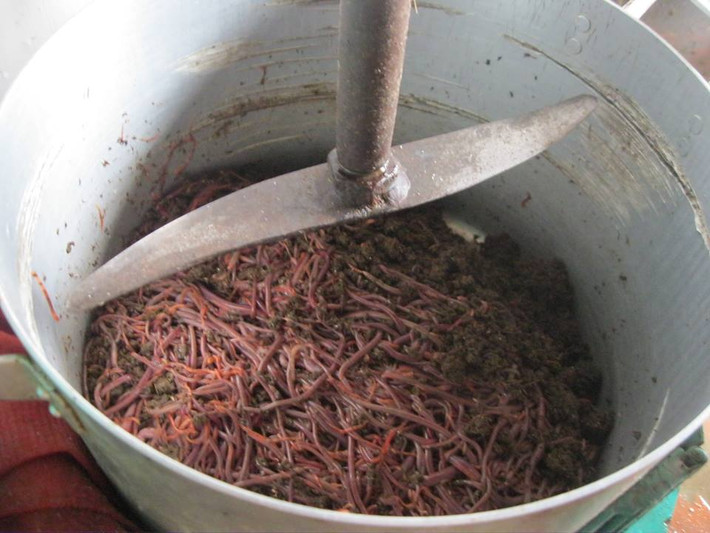 Giun quế được nuôi và cho ăn phân bò, sau một tháng đem nghiền nát trộng với cám ngô, bã bia, rau,... đun lên làm thức ăn cho lợn. Đây chính là bí quyết của người nuôi để lợn giun quế có vị thơm ngon, ngọt, được nhiều người ưa thích. Ảnh: Vietnamnet.
