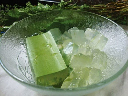 Lô hội có vị đắng, tính mát có tác dụng thanh nhiệt, giải độc, có thể sử dụng để bôi ngoài da sát khuẩn, hoặc ăn giúp làm đẹp da, đẹp tóc. Ảnh: Thuoctot24h.