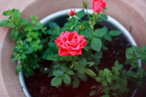Trồng hoa hồng cũng là lựa chọn tuyệt vời để vừa có hoa đẹp ngắm vừa có thể làm thuốc hay để dùng. Ảnh: Giongcaytrong.