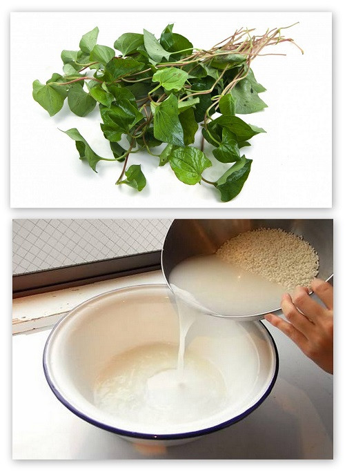 Uống rau diếp cá nấu với nước gạo cũng là cách để thanh nhiệt, làm mát cơ thể an toàn, hữu hiệu. Để chế biến món đồ uống này, bạn chỉ cần lấy lá diếp cá tươi rửa sạch cho vào nồi nấu cùng nước vo gạo trong và uống. Ảnh: Chuaviemxong.