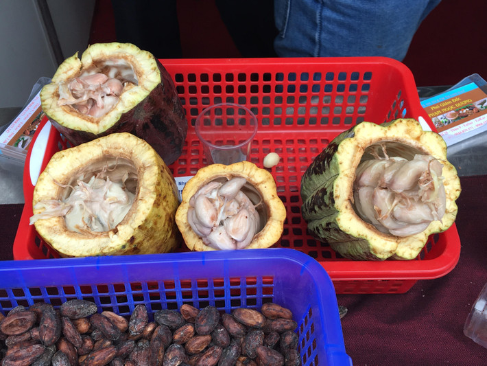Ca ca tươi có thể chế biến thành món hột cacao tươi dầm đá độc đáo chắc chỉ có ở Việt Nam.