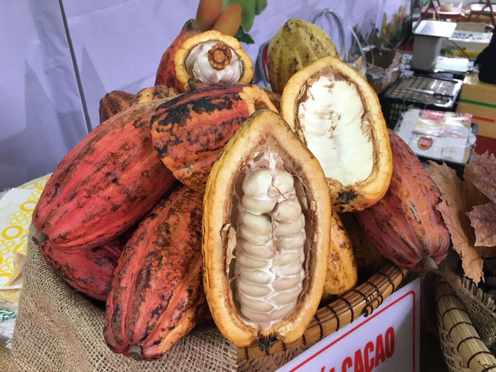 Trong hình là những quả ca cao tươi, được mục sở thị và uống thử sản phẩm ca cao tươi được trồng tại Việt Nam tại Hà Nội cũng là cơ hội hiếm với nhiều người.