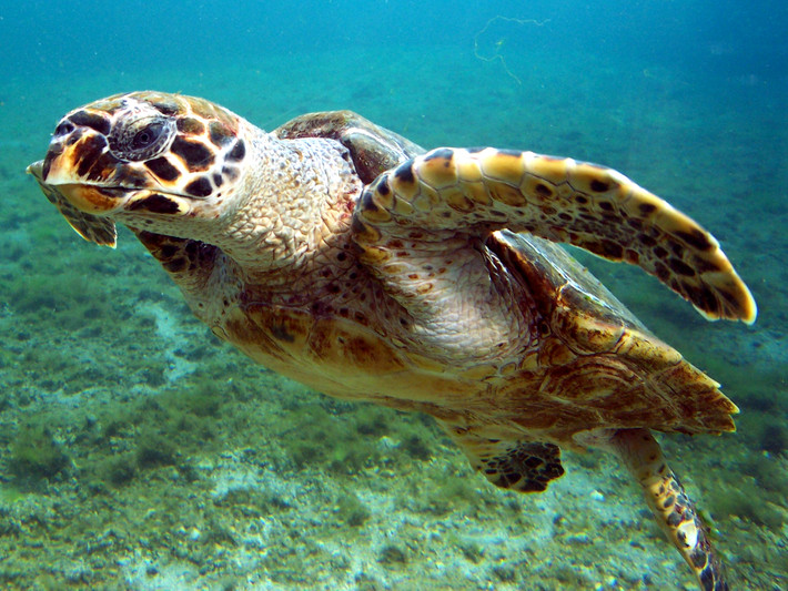 Là một loài rùa biển thuộc họ Vích (Cheloniidae), đồi mồi phân bố ở nhiều vùng biển trên thế giới, với 2 phân loài tại Đại Tây Dương và Thái Bình Dương.