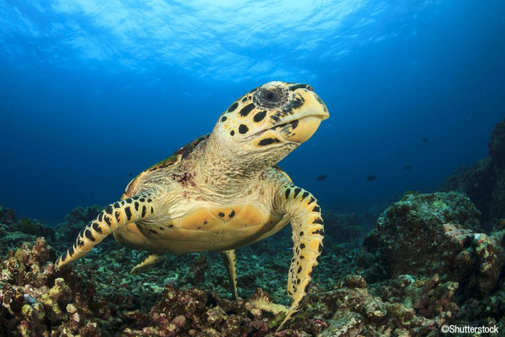 Đồi mồi có tên khoa học Eretmochelys imbricata. Đây là một trong 5 loài rùa biển hoang dã, quý hiếm trong Sách Đỏ thế giới và Việt Nam, có nguy cơ tuyệt chủng, cần được bảo vệ nghiêm ngặt.