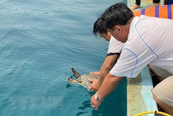 Theo Trung tá Hà Văn Trường, Phó Đồn trưởng Đồn Biên phòng Phước Thuận (Bộ đội Biên phòng tỉnh Bà Rịa-Vũng Tàu), trong chiều ngày 15/5, đơn vị đã phối hợp với Ủy ban nhân dân xã Phước Thuận (huyện Xuyên Mộc) tiến hành thả một cá thể đồi mồi quý hiếm về lại biển.