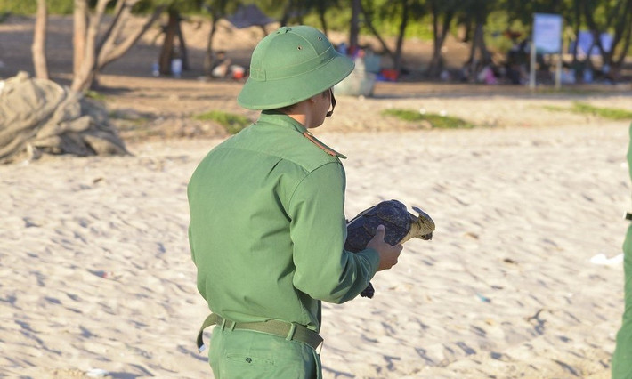 Đồn Biên phòng Phước Thuận đã nhanh chóng phối hợp với Ủy ban Nhân dân xã Phước Thuận thả cá thể đồi mồi nặng khoảng 3 kg về lại biển.