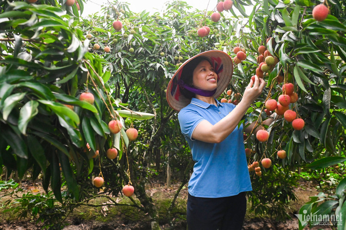 Bà Thúy Hà (Phó Chủ tịch huyện Thanh Hà) cho biết, u trứng trắng là loại vải có giá cao nhất. Năm ngoái, một sào vải u trứng trắng cho doanh thu khoảng 29 triệu đồng., tính ra 1ha sẽ thu về gần 800 triệu đồng. Tuy nhiên, vải u trứng trắng chỉ chiếm khoảng 15% diện tích trồng vải thiều. Vải u hồng, u trứng gai chiếm 70%, vải tàu lai và vải thiều chính vụ chiếm 15%.