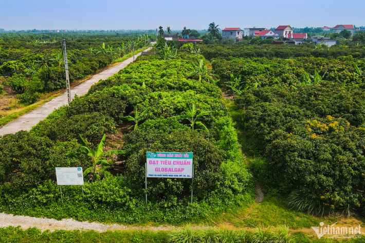 Diện tích vải toàn huyện Thanh Hà năm nay vào khoảng 3.265ha, sản lượng ước đạt 40.000 tấn, trong đó trà vải sớm 25.000 tấn, vải chính vụ 15.000 tấn. Thời gian thu hoạch trà vải sớm bắt đầu từ nửa cuối tháng 5, còn trà vải chính vụ bắt đầu từ nửa cuối tháng 6 năm nay. Theo bà Hà, vải thiều Thanh Hà được sản xuất theo quy trình đạt tiêu chuẩn VietGAP, có hơn 500ha được chứng nhận đạt chuẩn GAP và GlobalGAP.