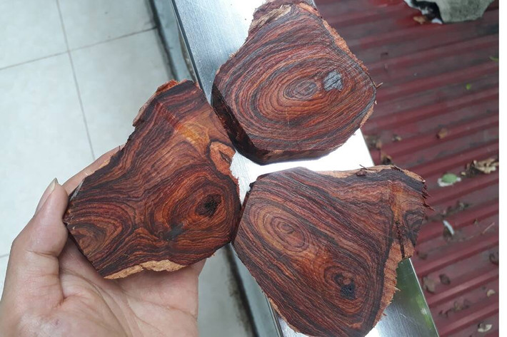 Với độ bền cao, gỗ sưa có thể ngâm trong bùn, nước nhiều năm mà không bị mục, thấm nước hay mất mùi hương. Ngay cả khi gặp thời tiết nắng nóng trong thời gian dài, gỗ sưa cũng không co nứt.