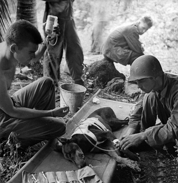 Một con chó bị thương khi tham gia cuộc chiến trên bán đảo Orote năm 1944. Nó được những người lính tận tình cứu chữa.