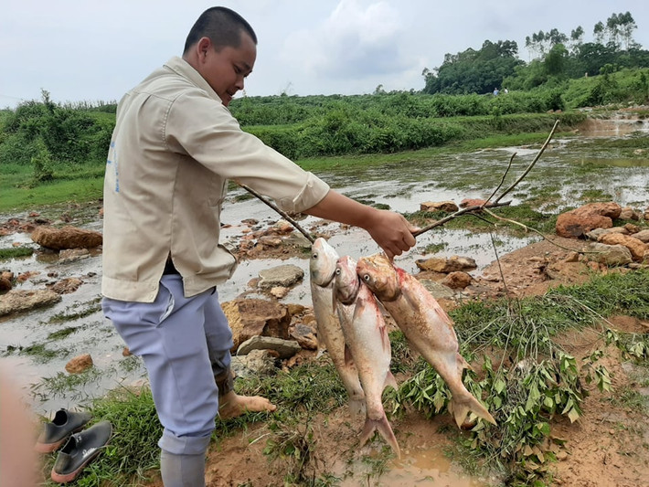 Cá người dân bắt được đa phần là cá mè, trôi với trọng lượng từ 1 - 6kg.