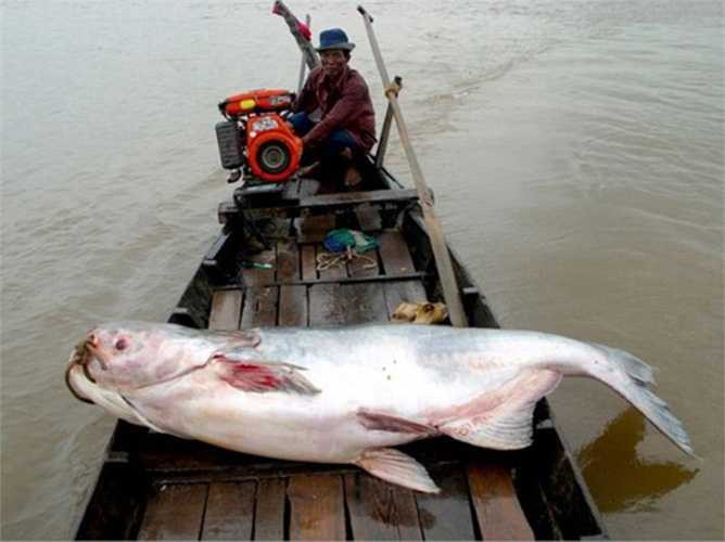 Vào năm 2012, một ngư dân ở An Giang đã bắt được "thủy quái" cá tra dầu nặng 72 kg ở sông Hậu.