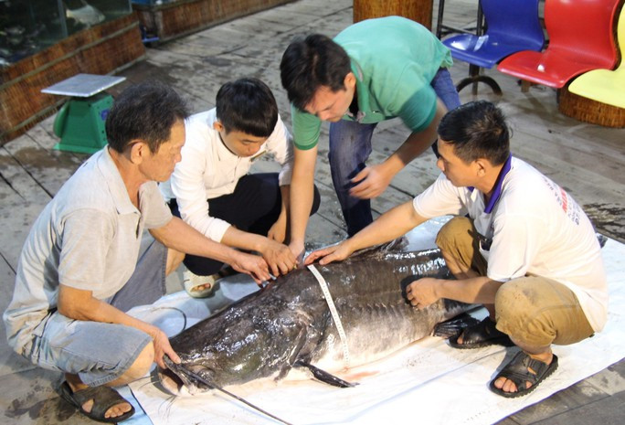 Vào tháng 6/2018, anh Trương Quang Thái - chủ Khu Ẩm thực sinh thái Đầm Sen (tọa lạc phường Mỹ Phú, TP Cao Lãnh, tỉnh Đồng Tháp) đã mua một con cá lăng nặng hơn 110 kg. "Thủy quái" này do một người dân bắt được trên sông Tiền thuộc thủy phận tỉnh Đồng Tháp rồi đem bán cho Khu Ẩm thực sinh thái Đầm Sen.