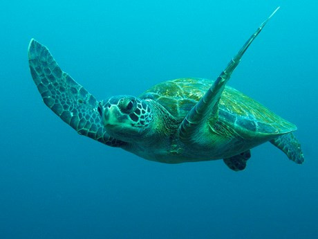 Vích có tên khoa học là Chelonia mydas. Đây là loài động vật hoang dã thuộc Danh mục nguy cấp quý, hiếm được ưu tiên bảo vệ theo Nghị định số 64/2019/NĐ-CP ngày 16/7/2019 của Chính phủ và Điều 244 Bộ luật Hình sự Việt Nam.