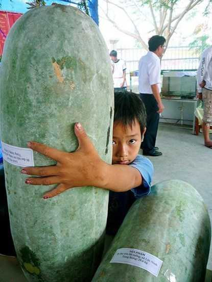 Trái bí đao bung được ông Trần Văn Chánh (ngụ tại xã Ninh Hòa, huyện Hồng Dân, Bạc Liêu) trồng trên đất nuôi tôm gây xôn xao dư luận khi nặng tới 32,8 kg. Ảnh: Dân Việt.
