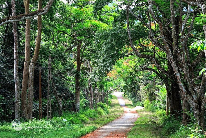 Vườn quốc gia Cúc Phương cách thủ đô Hà Nội 120 km về phía nam, nằm trong lòng dãy núi Tam Điệp. Đây là vườn quốc gia đầu tiên tại Việt Nam. Ảnh: Tripadvisor.