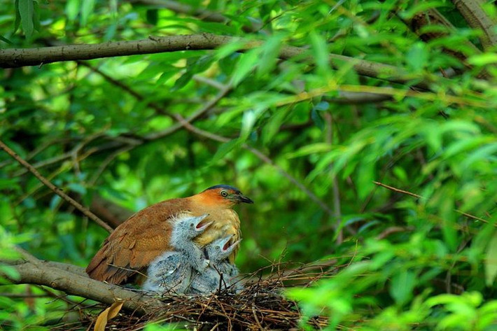 Trong các loài thú ở Vườn quốc gia Cúc Phương, nhiều loài đã được xếp vào loại quý hiếm có thể kể đến như: báo gấm, báo lửa, gấu ngựa, … và nhiều loài đặc hữu như: sóc bụng đỏ, các loài linh trưởng như khỉ mặt đỏ, khỉ vàng, vượn. Ảnh: Tripadvisor.