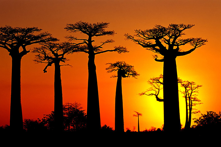Ngay cả khi những thân cây baobab mục ruỗng, người dân sửa sang và biến chúng thành những ngôi nhà đặc biệt. Theo đó, loài cây khổng lồ này đóng vai trò quan trọng trong cuộc sống của người dân ở châu Phi.