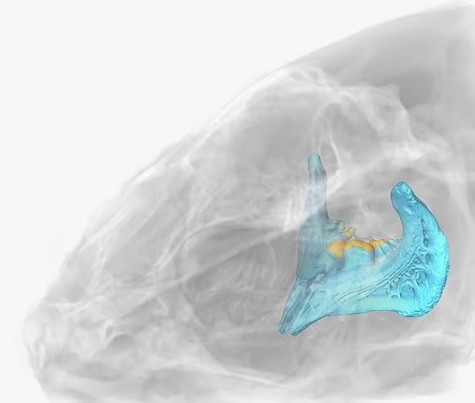 Tuy nhiên, phát hiện này không giúp các chuyên gia có thể khẳng định người Homo erectus đã nấu thức ăn hay đơn giản là một con vật bị thiêu đốt trong một nghi lễ hay bị cháy vì nguyên nhân khác.