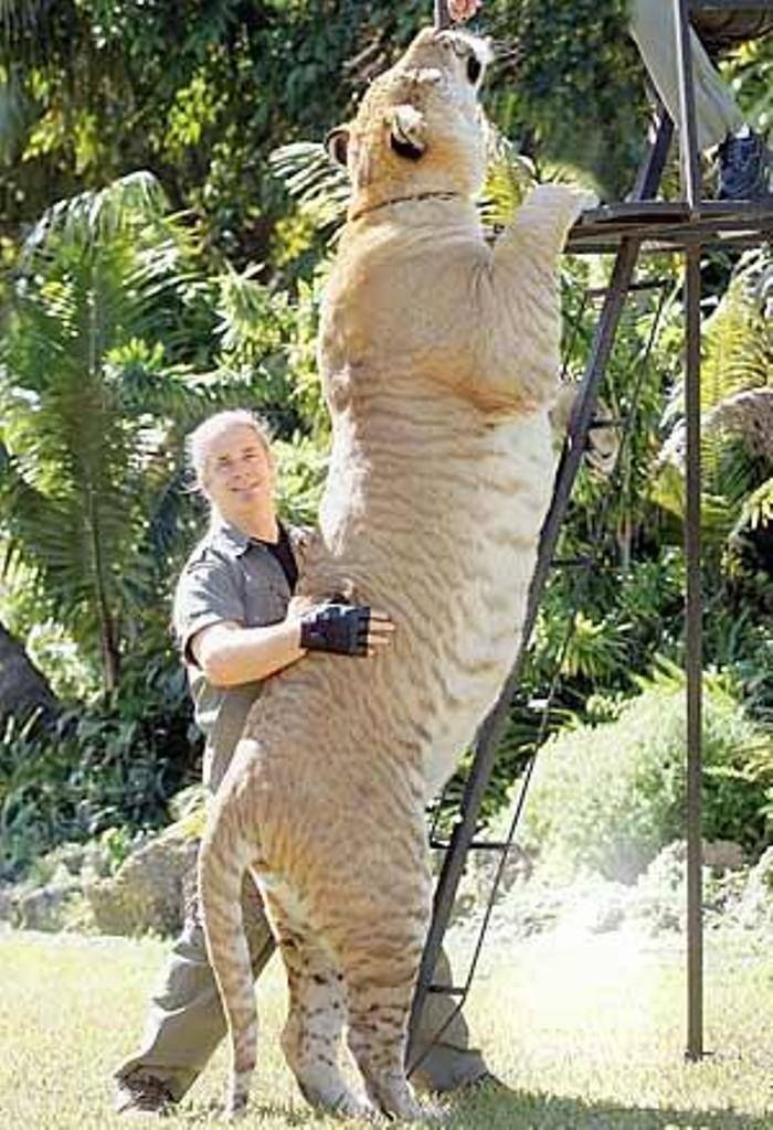 Để có cơ thể "khủng" như vậy, con sư hổ đực trưởng thành Hercules ăn khoảng 13,6 kg thịt mỗi ngày.