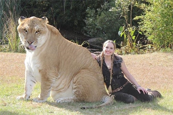 Dự án mèo lai liger nửa sư tử, nửa hổ do Viện các loài quý hiếm và bị đe dọa lớn (T.I.G.E.R.S.) ở Mỹ phát triển.