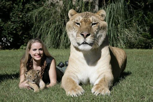Hercules là con lai giữa sư tử đực và hổ cái. Nó hiện được nuôi tại Myrtle Beach Safari, khu bảo tồn động vật hoang dã ở Nam Carolina, Mỹ.