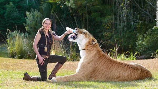 Ngoài ra, Hercules còn có sở thích khác là bơi lội. Đây là một đặc điểm hiếm thấy ở sư tử. Con mèo lai liger này có tốc độ khá nhanh khi có thể di chuyển với tốc độ lên đến 80 km/h.