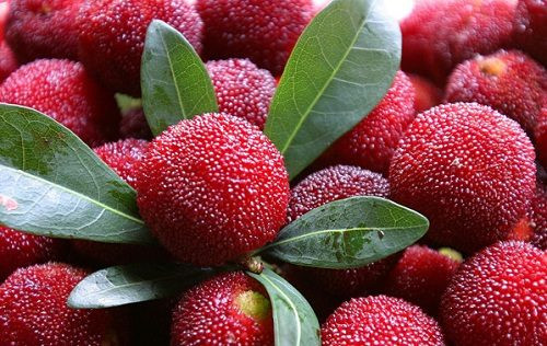 Thanh mai là loại trái cây mọc ở các tỉnh vùng núi phía Bắc, nhiều nhất vẫn là ở Lào Cai và Quảng Ninh. Mùa thanh mai chín khoảng từ tháng 3 đến tháng 5. Màu đỏ hồng của thanh mai rất bắt mắt, hơn nữa vị chua nhẹ đặc biệt cũng khiến thanh mai trở thành loại trái cây ăn vặt nhiều người thích.
