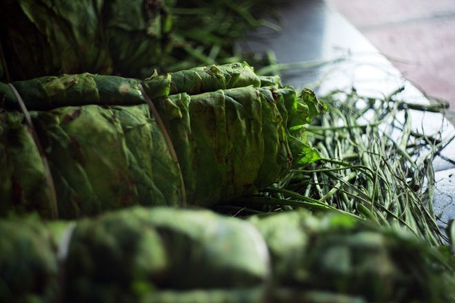 Thuốc lào chữa rắn cắn: Theo dân gian khi bạn bị rắn cắn có thể lấy 1 cục thuốc lào to bằng đầu ngón tay nhai nuốt nước, và bã đắp thuốc lào lên vết cắn sau đó đi bệnh viện cấp cứu kịp thời.