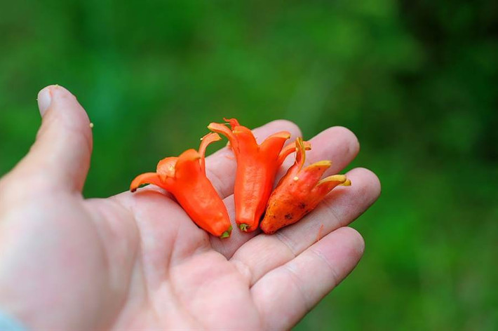Trong nhiều gia đình Nhật Bản, các bà nội trợ thường chuẩn bị bữa trưa cho chồng và con cái mang đi làm đi, đi học. Một trong những món ăn phổ biến, dễ làm, dễ ăn nhất trong những bữa trưa này đó chính là món xúc xích bạch tuộc.