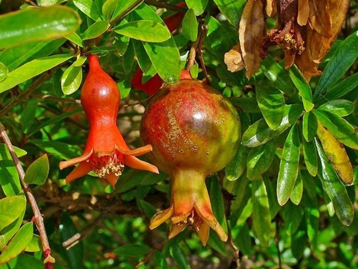 Đài hoa này nếu không bị rụng, sau đó sẽ phát triển thành vỏ của trái lựu.