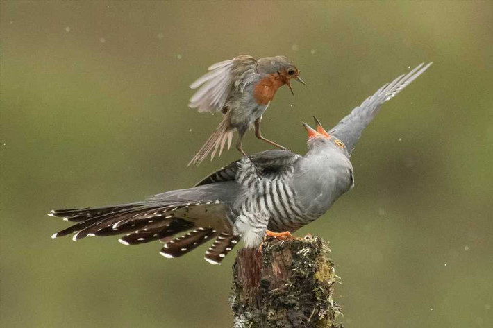 Mới đây, nhiếp ảnh gia động vật hoang dã Alan McFadyen ghi được những hình ảnh vô cùng kịch tính, sống động về màn chiến đấu một mất một con của chim hoét cổ đỏ và chim cu cu ở Kirkcudbright, miền nam Scotland.