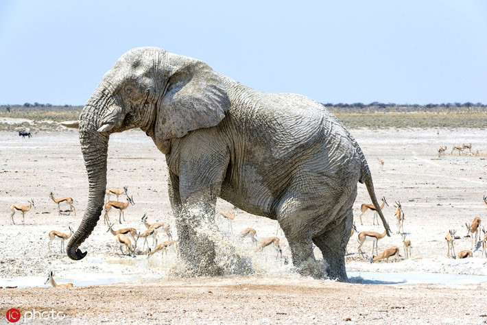 Trên thực tế, đúng là con voi khổng lồ này đang bôi "kem chống nắng" tự nhiên.