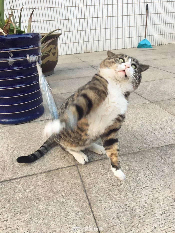 A Phì, chú mèo tabby siêu đáng yêu ở Trung Quốc hiện đang là một trong những ngôi sao động vật nổi tiếng nhất trên mạng xã hội thế giới nhờ những phản ứng vô cùng quá khích và biểu cảm kịch tính của mình.
