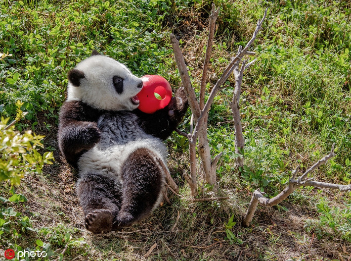 Nếu được nuôi trong các khu bảo tồn, gấu trúc có đời sống hưởng thụ đỉnh cao. Chúng ăn, ngủ, nghỉ ngơi, chơi đùa tùy hứng, được chăm sóc y tế chu đáo.
