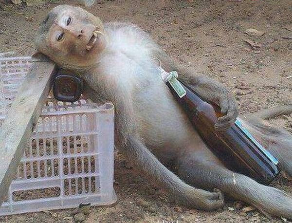 Hết chai này đến chai khác, chú khỉ này đã không còn phân biệt nổi đâu là lối về.