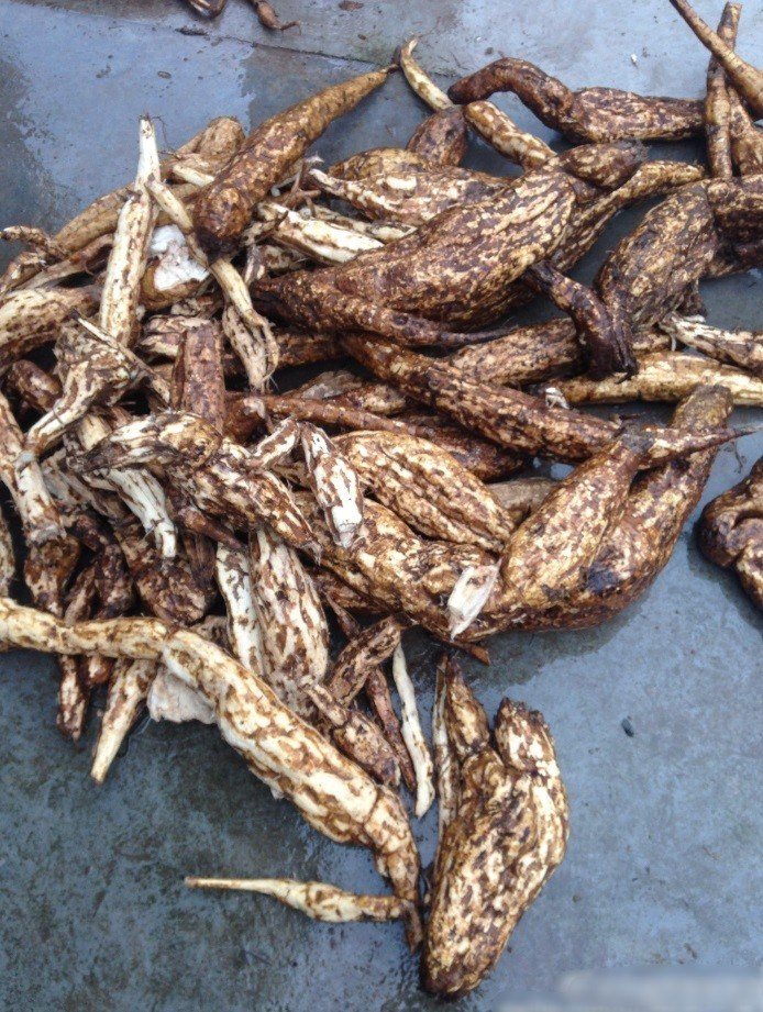 Cẩn thận từng chút, cuối cùng Hoa Tài cũng đã đánh bật được củ sắn cực khủng lên khỏi mặt đất. Ông gạt bớt đất bám rồi thận trọng mang về gia đình. (Nguồn Sina)