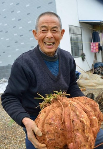 Cách đây một năm, ông Chung Thế Phát ở Nghi Đô, Hồ Bắc, Trung Quốc cũng đã đào được một củ khoai lang khổng lồ nặng gần 20kg. (Nguồn Sina)