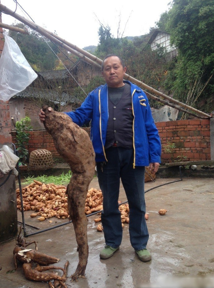 Hoa Tài vốn là thôn dân ở An Vân, năm ngoái ông đã bắt đầu lên núi để đào sắn. Vừa qua, Hoa Tài phát hiện một rễ sắn to bất thường nên đã cố gắng đào bới cẩn thận. (Nguồn Sina)