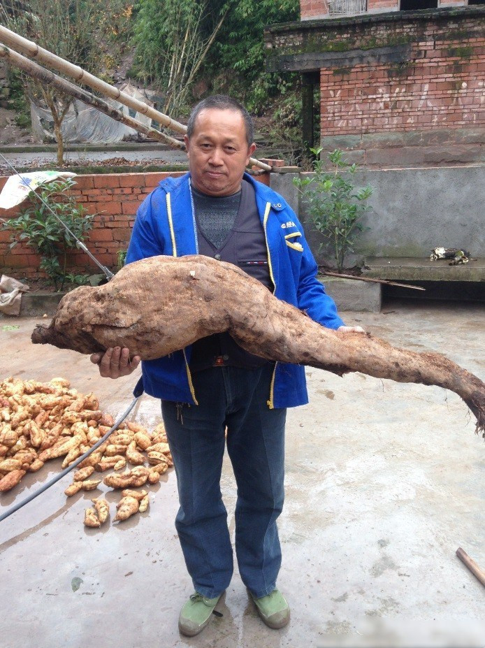 Mới đây ở An Vân, Thông Xuyên, Đạt Châu, Tứ Xuyên, Trung Quốc, người đàn ông có tên Cung Hoa Tài đã đào được một củ sắn khổng lồ dài tới 1,4m, nặng 15,4kg, đường kính chỗ lớn nhất lên đến 72cm. (Nguồn Sina)