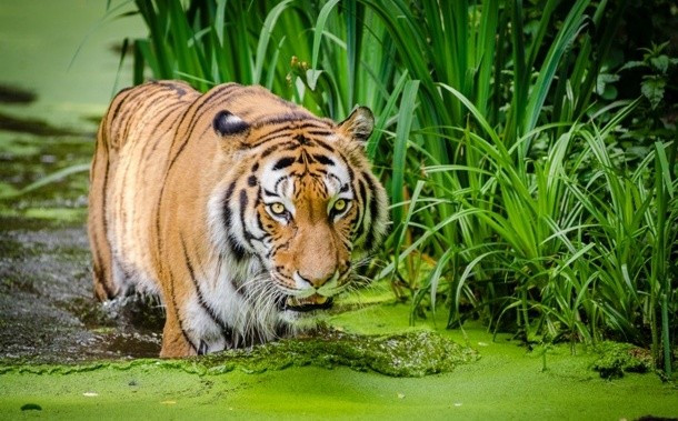 Một con hổ vằn sẵn sàng làm bẩn thân mình để có thể săn giết được con mồi. Ánh mắt sắc bén của nó khiến nhiều người không khỏi lạnh sống lưng. (Nguồn List25)