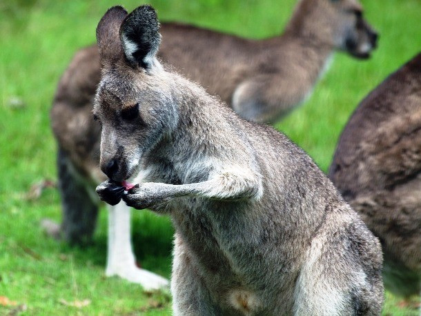 Kangaroo con đang dùng lưỡi nếm một loại thức ăn lạ, trông nó có vẻ vừa tò mò vừa thích thú. (Nguồn List25)