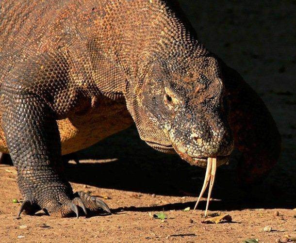 Một con rồng Komodo khát máu đang dùng chiếc lưỡi chẻ giống lưỡi rắn của mình để thăm dò, khoanh vùng con mồi. (Nguồn List25)