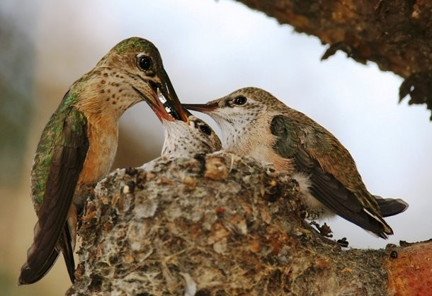 Khoảnh khắc chim mẹ kiếm mồi về mớm cho chim non là một trong những khoảnh khắc cảm động nhất trong thế giới động vật. (Nguồn List25)