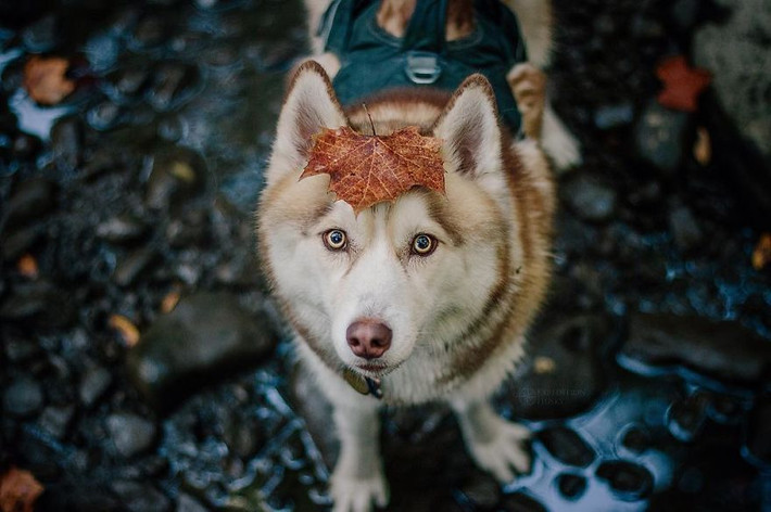 Thời gian sau đó, Melanie tiếp tục nhận nuôi Atlas, cũng là một con chó husky vô cùng đáng yêu. Tính cách của chú chó này đã dạy Melanie biết cách tin tưởng và làm thế nào để chấp nhận một ai đó cho dù họ có là ai đi chăng nữa. (Nguồn Bored Panda)