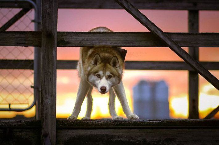 Cuộc phiêu lưu thực sự của Melanie và cặp chó husky thực sự bắt đầu sau khi Atlas bước vào cuộc đời của cô gái trẻ, khiến cô cuối cùng cũng có sự tự tin để thúc đẩy thực hiện ước mơ của mình. (Nguồn Bored Panda)